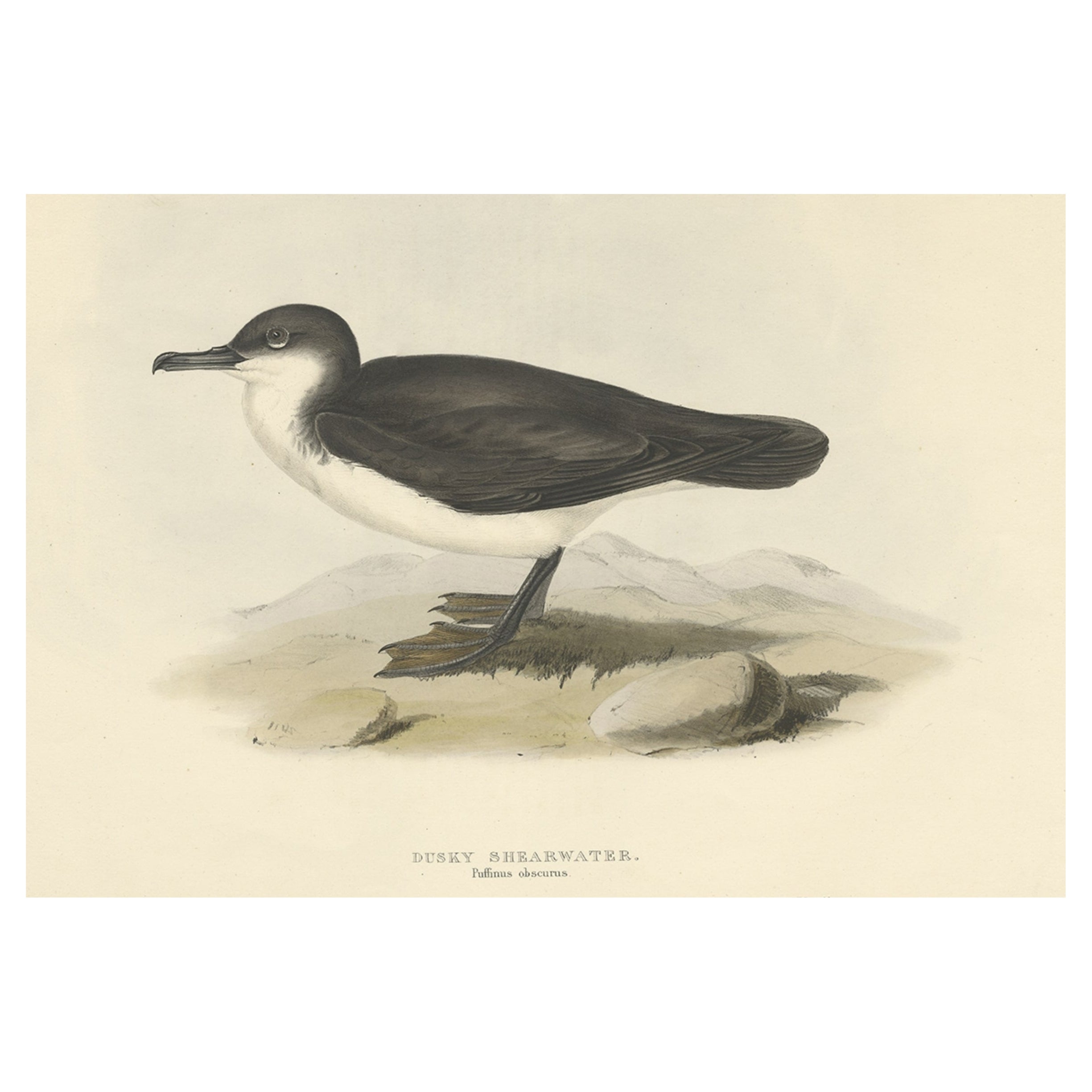 Gravure ancienne de l'oiseau de mer nommé puffin cendré par Gould, 1832