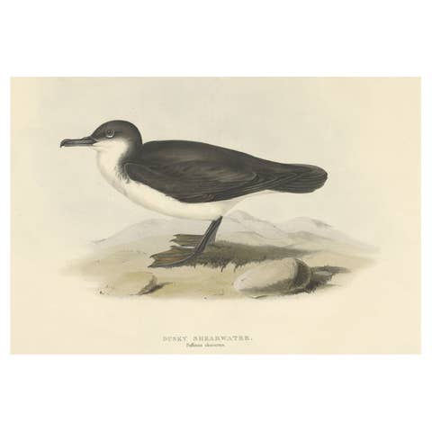 Dusky Shearwater – Antique Bird Lithograph by John Gould, c.1832