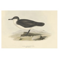Grabado antiguo de Gould sobre un ave marina llamada pardela cenicienta, 1832