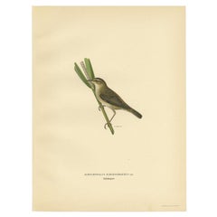 Antique Bird Print of the Sedge Warbler, 1927