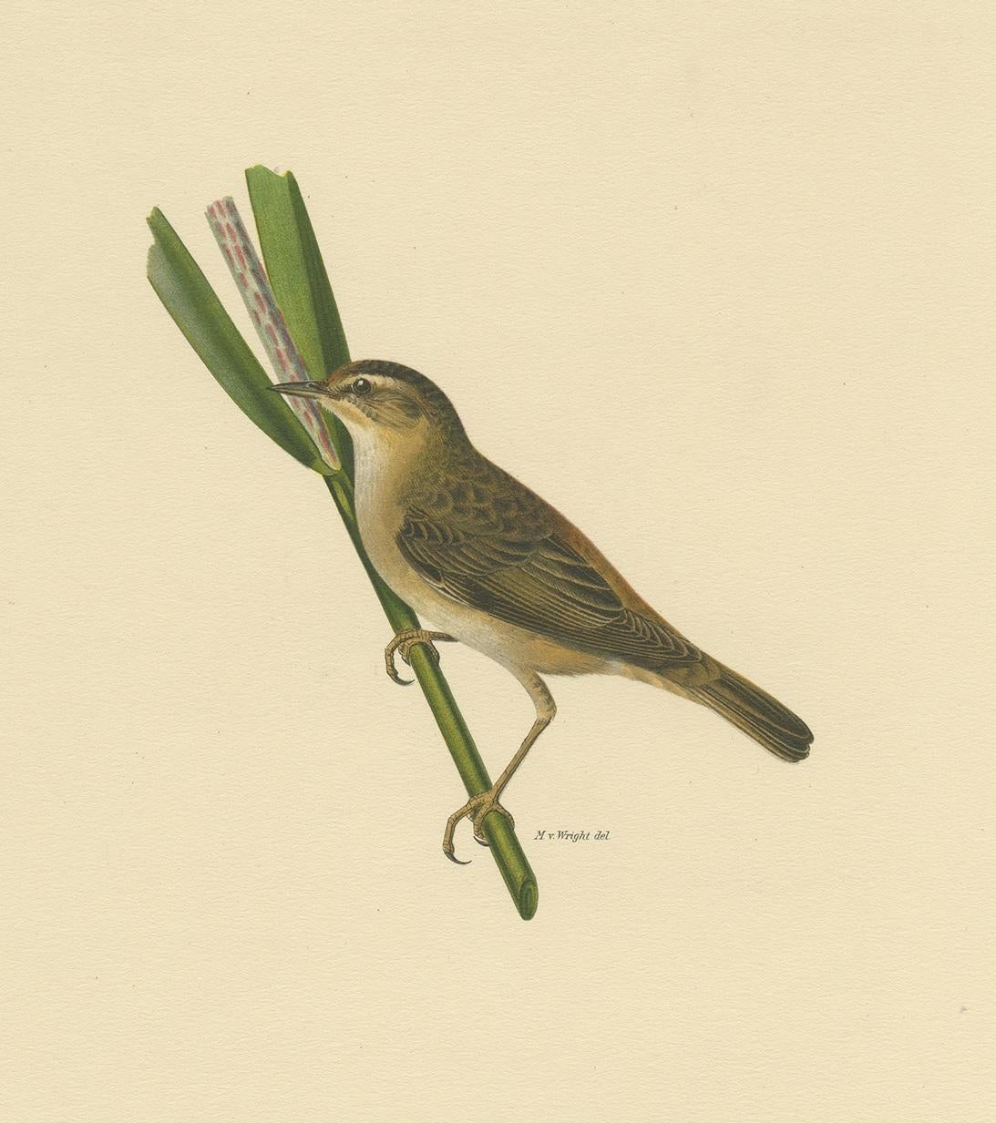 Antiker antiker Vogeldruck des Sedge Warbler von Von Wright '1927' im Zustand „Gut“ im Angebot in Langweer, NL