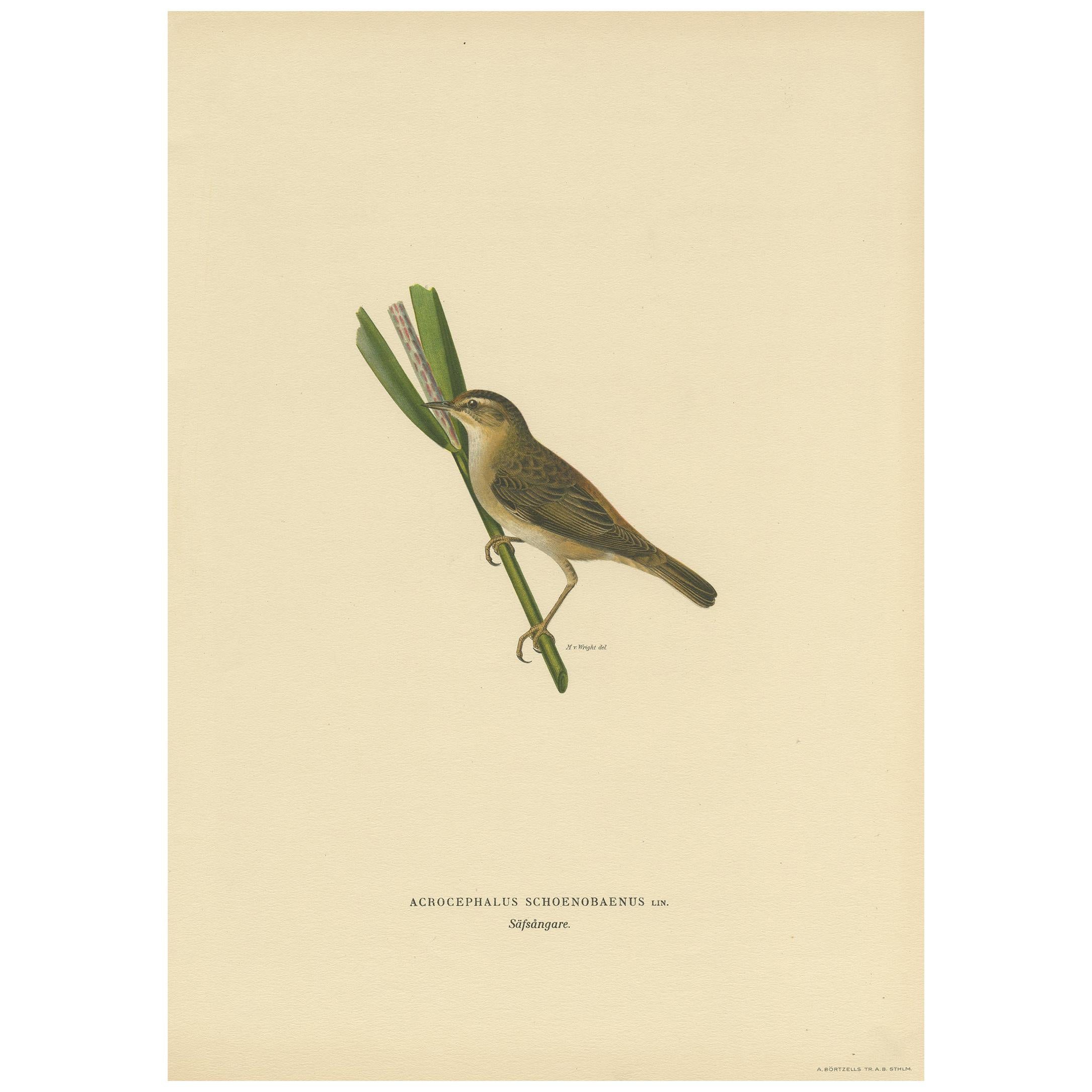 Antique Bird Print of the Sedge Warbler by Von Wright '1927' For Sale