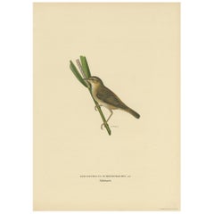 Impression ancienne d'oiseau du Warbler de la Sedge par Von Wright (1927)