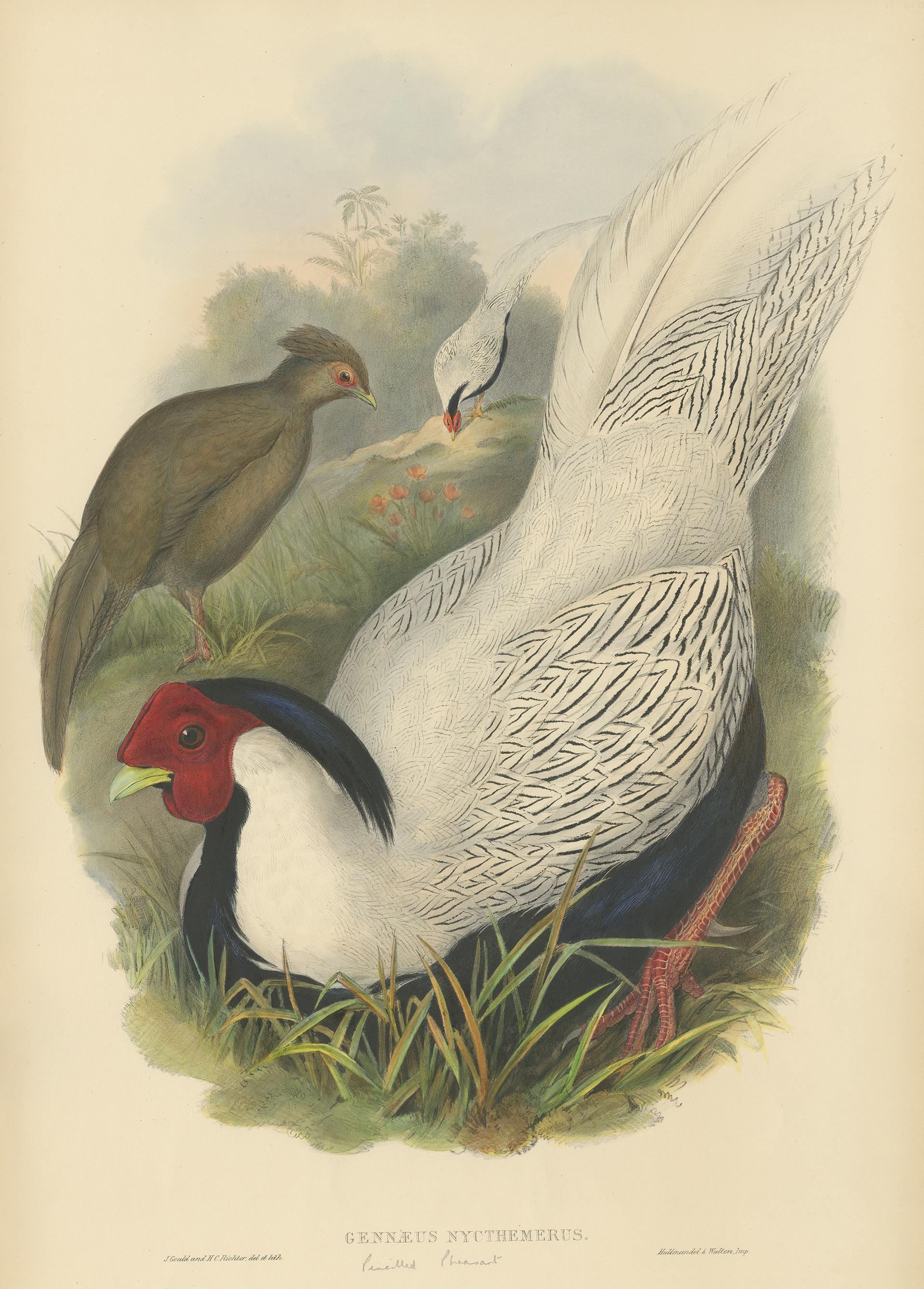 Gravure ancienne d'oiseaux intitulée 'Gennaeus Nycthemerus'. Lithographie originale du faisan argenté. Cette impression provient de 