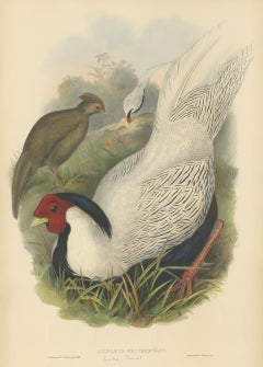 Antique Bird Print of the Silver Pheasant by Gould, circa 1850