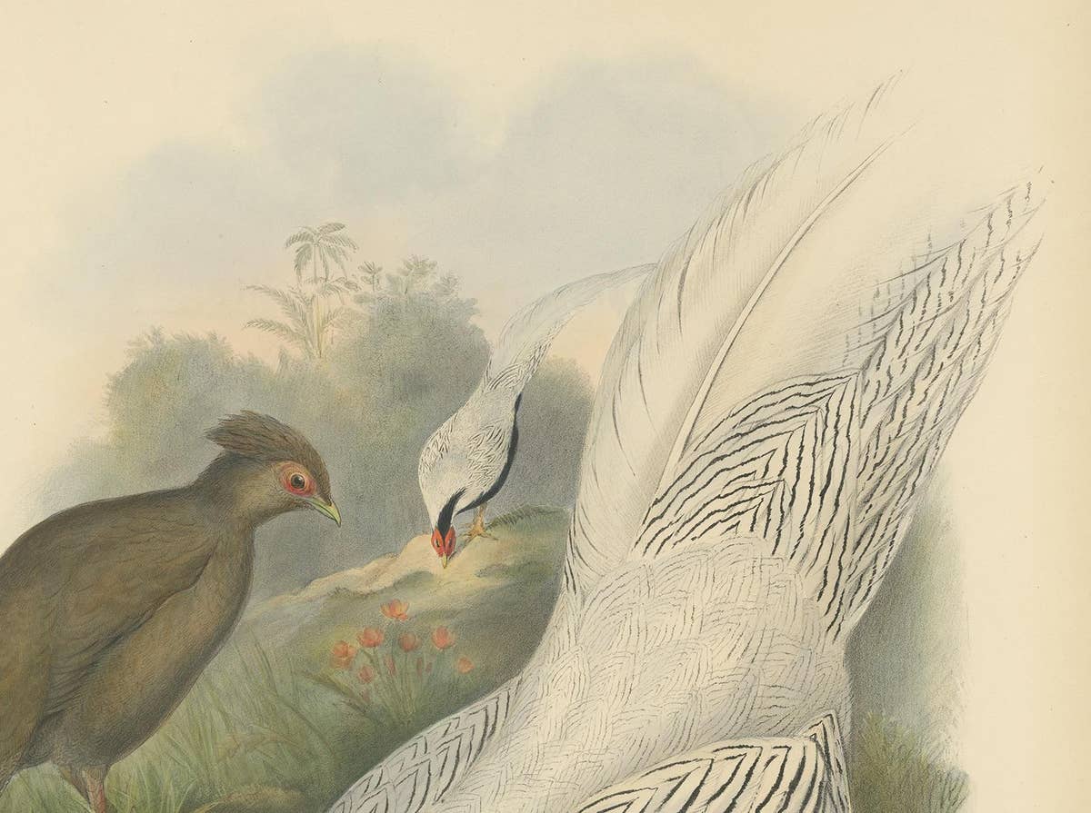 Antique Bird Print of the Silver Pheasant by Gould, circa 1850