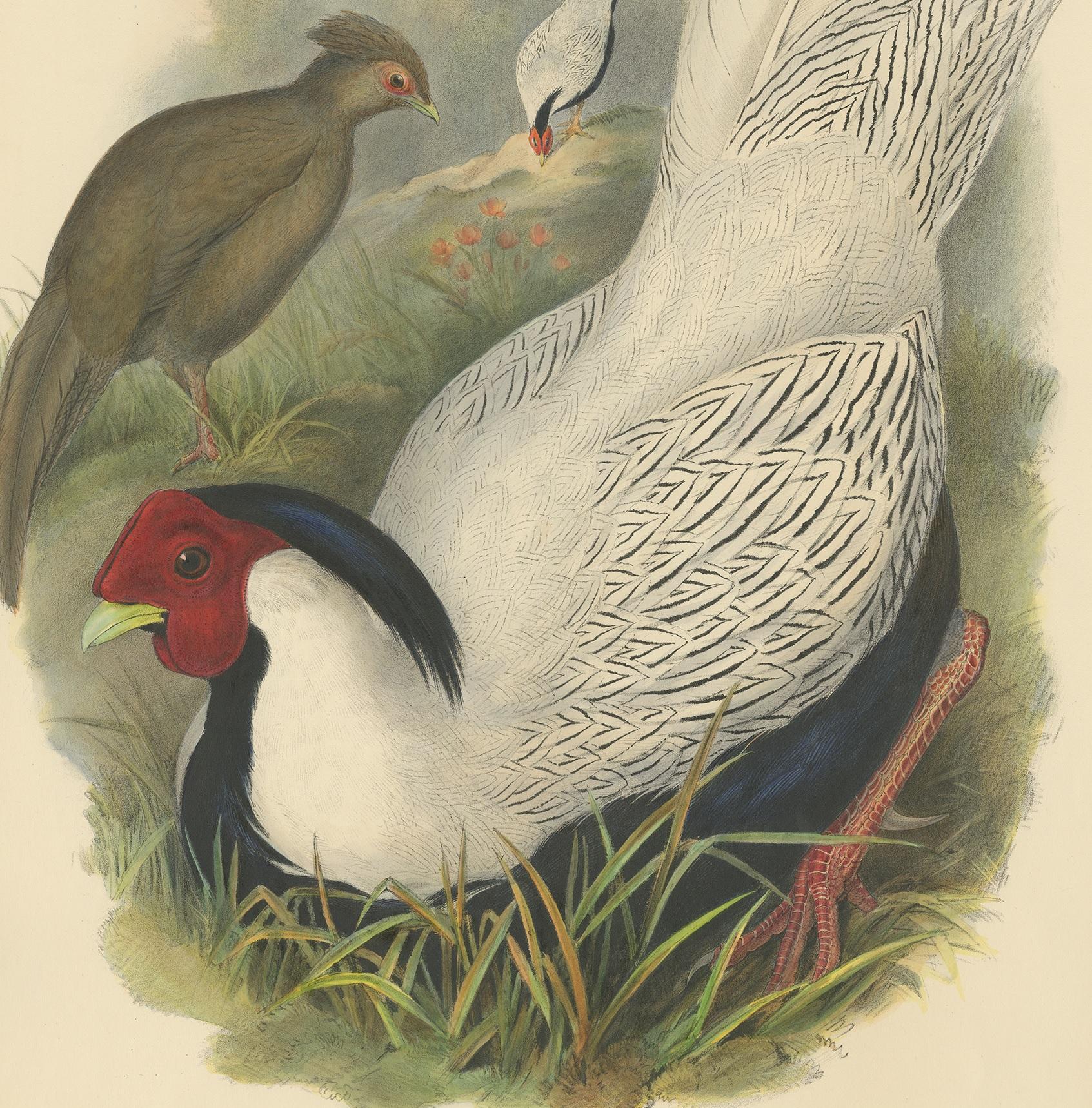 Impression ancienne d'oiseau du faisan en argent par Gould, vers 1850 Bon état - En vente à Langweer, NL