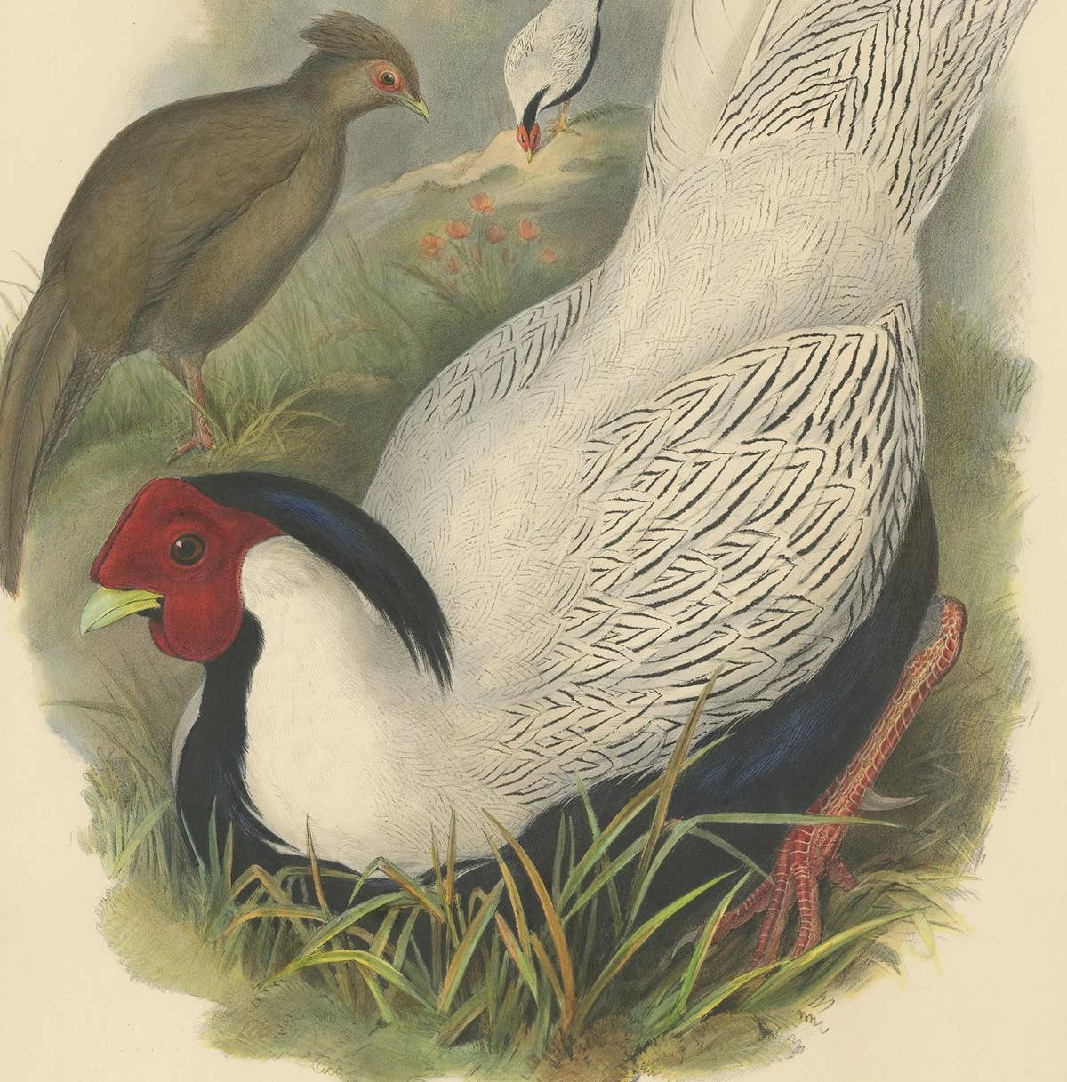 Antique Bird Print of the Silver Pheasant by Gould, circa 1850