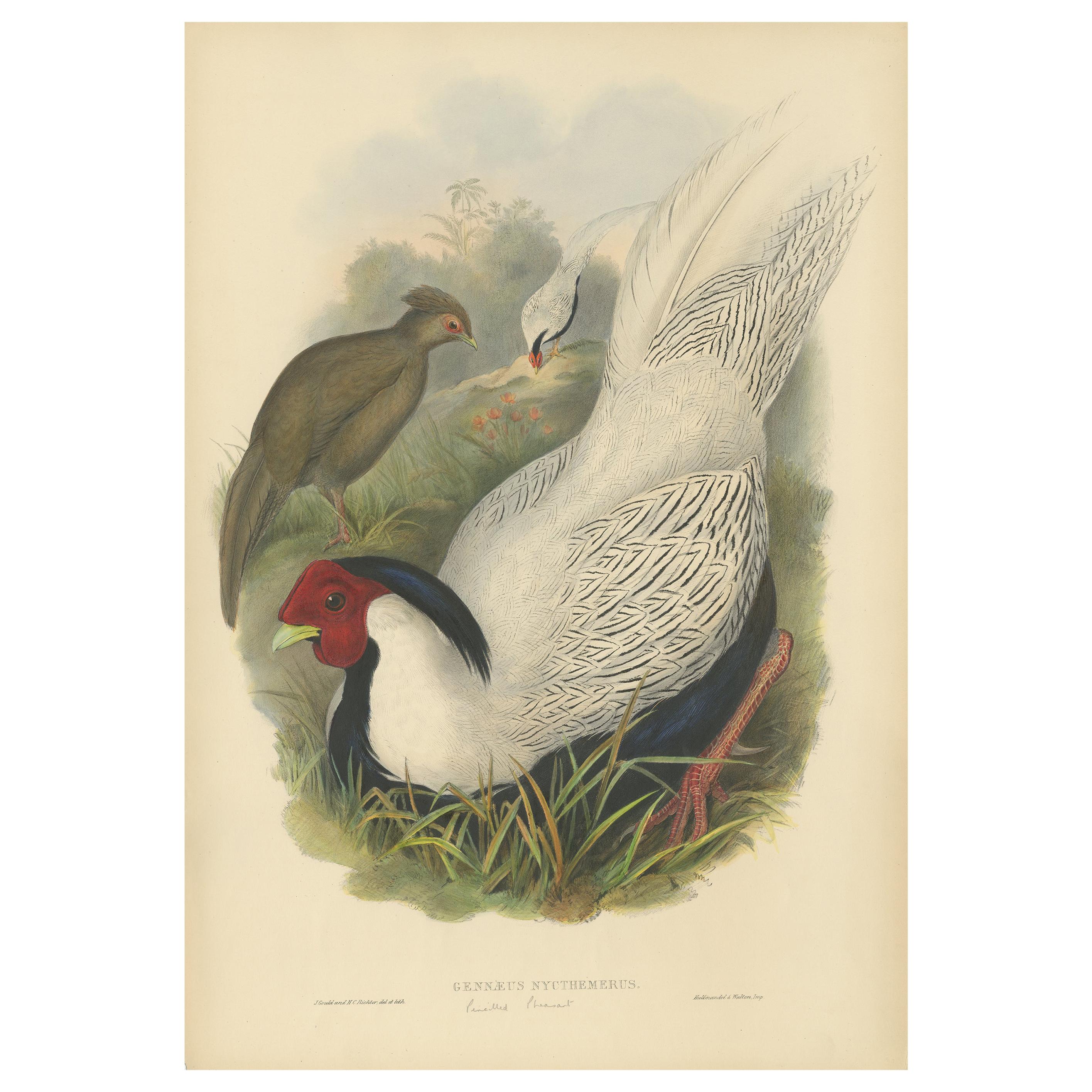 Stampa antica di fagiano d'argento di Gould, 1850 circa