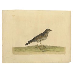 Antiker Vogeldruck des kleinen Larks von Albin, um 1738