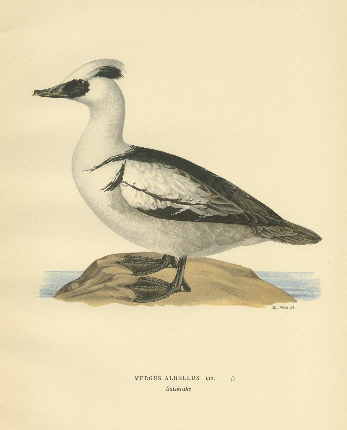 Antique bird print titled 'Mergus Albellus'. Old bird print depicting the smew. This print originates from 'Svenska Foglar Efter Naturen Och Pa Stenritade' by Magnus von Wright.