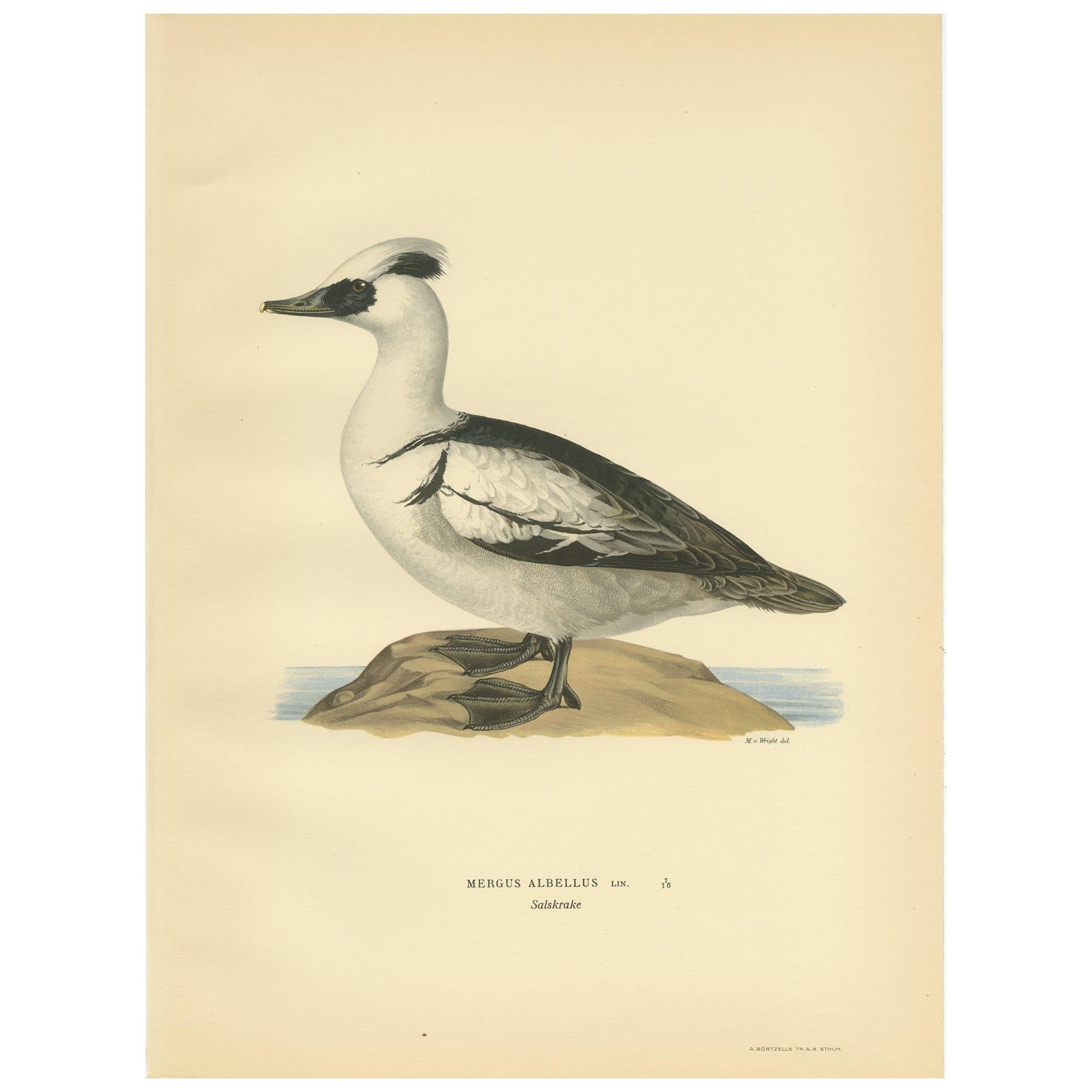 Antiker Vogeldruck des Smew-Vogels von Wright, 1929
