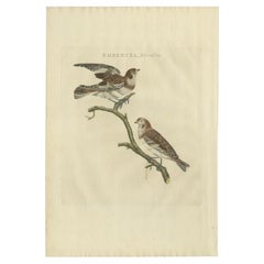 Impression oiseau ancienne du monticule par Sepp & Nozeman, 1809