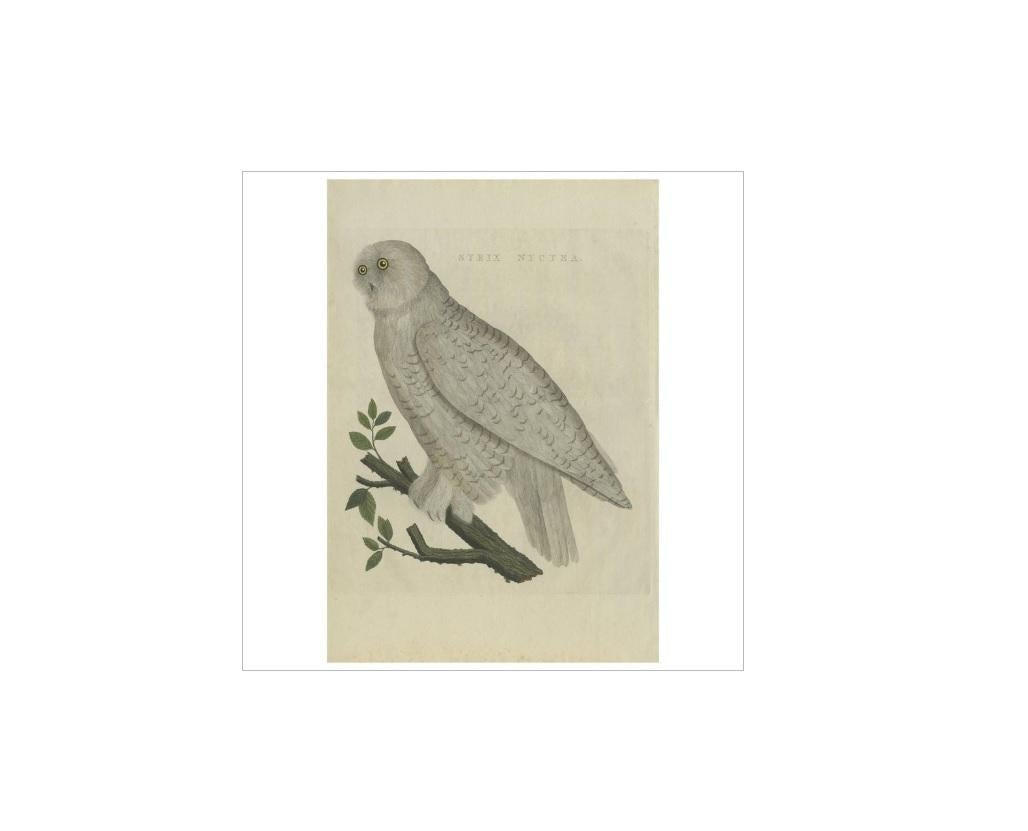 Antique print titled 'Strix Nyctea'. The snowy owl (Bubo scandiacus) is a large, white owl of the typical owl family. Snowy owls are native to Arctic regions in North America and Eurasia. Males are almost all white, while females have more flecks of