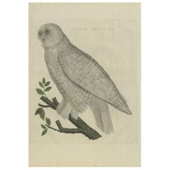 Impression ancienne d'oiseau en forme de hibou neige par Sepp & Nozeman, 1809