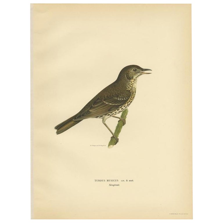 Antiker Vogeldruck des Song Thrush von Von Wright, 1927