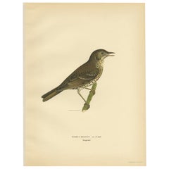 Grabado antiguo de pájaros del Zorzal común por Von Wright, 1927