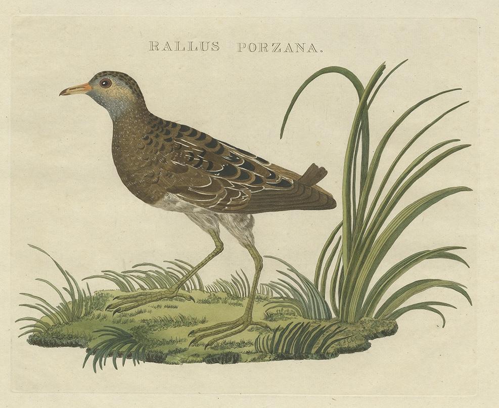 Antique print titled ‘Rallus Porzana'. This print depicts the spotted crake (Dutch: kleine waterhoen). The spotted crake (Porzana porzana) is a small waterbird of the family Rallidae. The scientific name is derived from Venetian terms for small