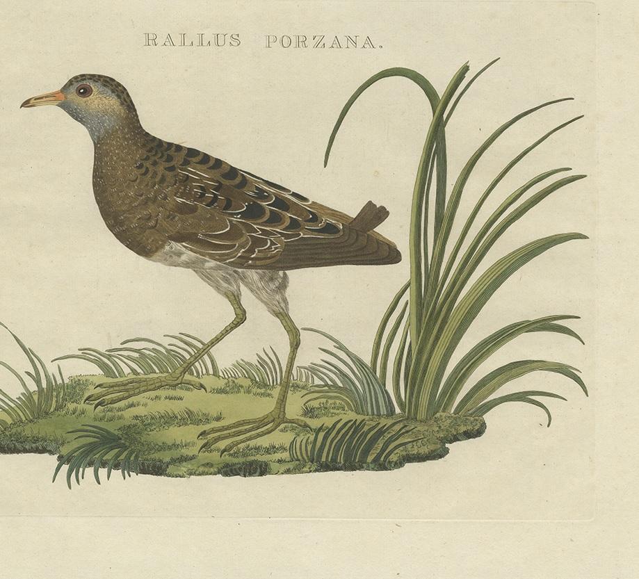 Dutch Antique Bird Print of the Spotted Crake by Sepp & Nozeman, 1809 For Sale