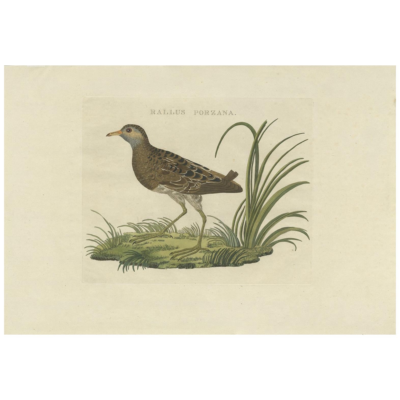 Antique Bird Print of the Spotted Crake by Sepp & Nozeman, 1809 For Sale