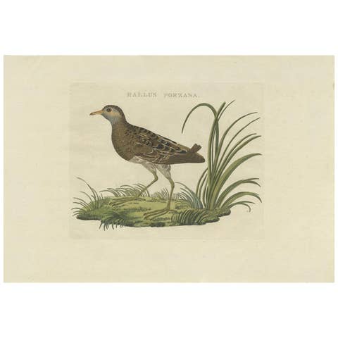 Rallus Porzana – Antique Spotted Crake Print by Nozeman & Sepp, 1809