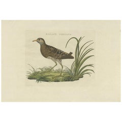 Antique Bird Print of the Spotted Crake by Sepp & Nozeman, 1809
