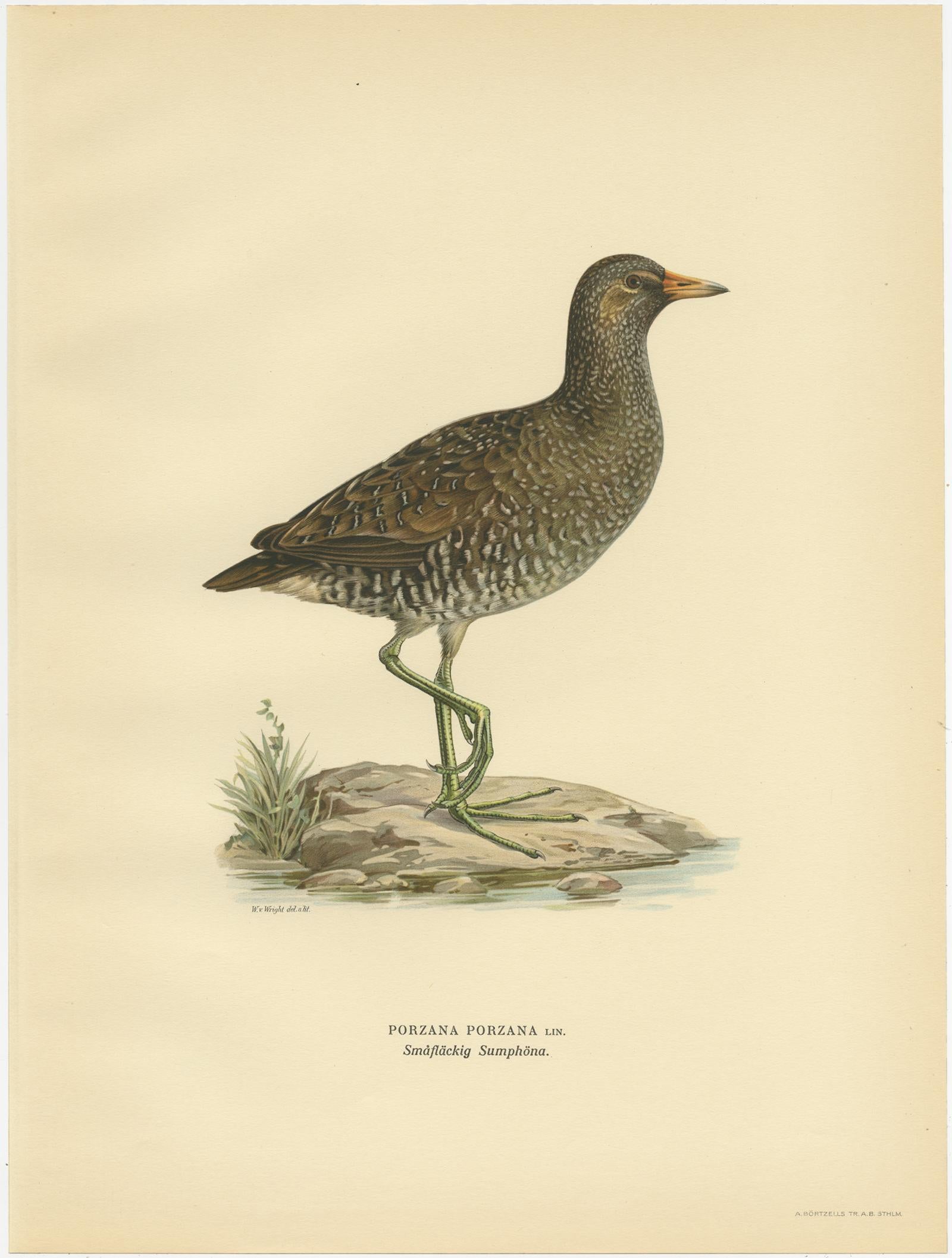 Antique Bird Print of the Spotted Crake by Von Wright '1929' In Good Condition For Sale In Langweer, NL