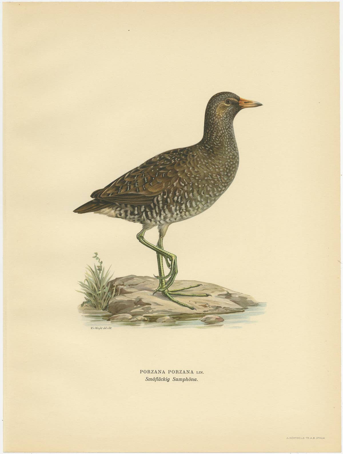 Antique Bird Print of the Spotted Crake by Von Wright '1929'
