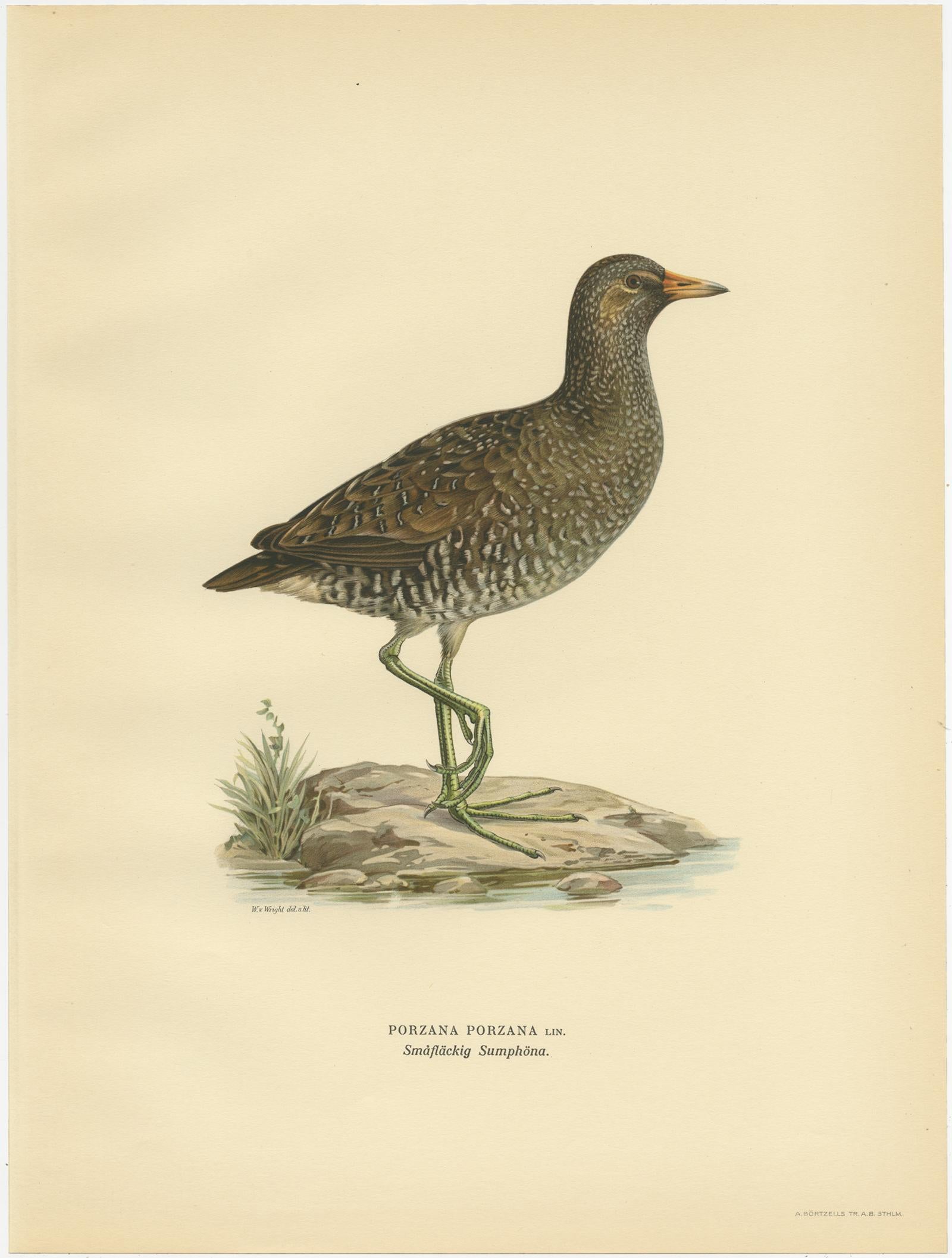 Impression ancienne d'oiseau tacheté du scarabée par Von Wright '1929' Bon état - En vente à Langweer, NL