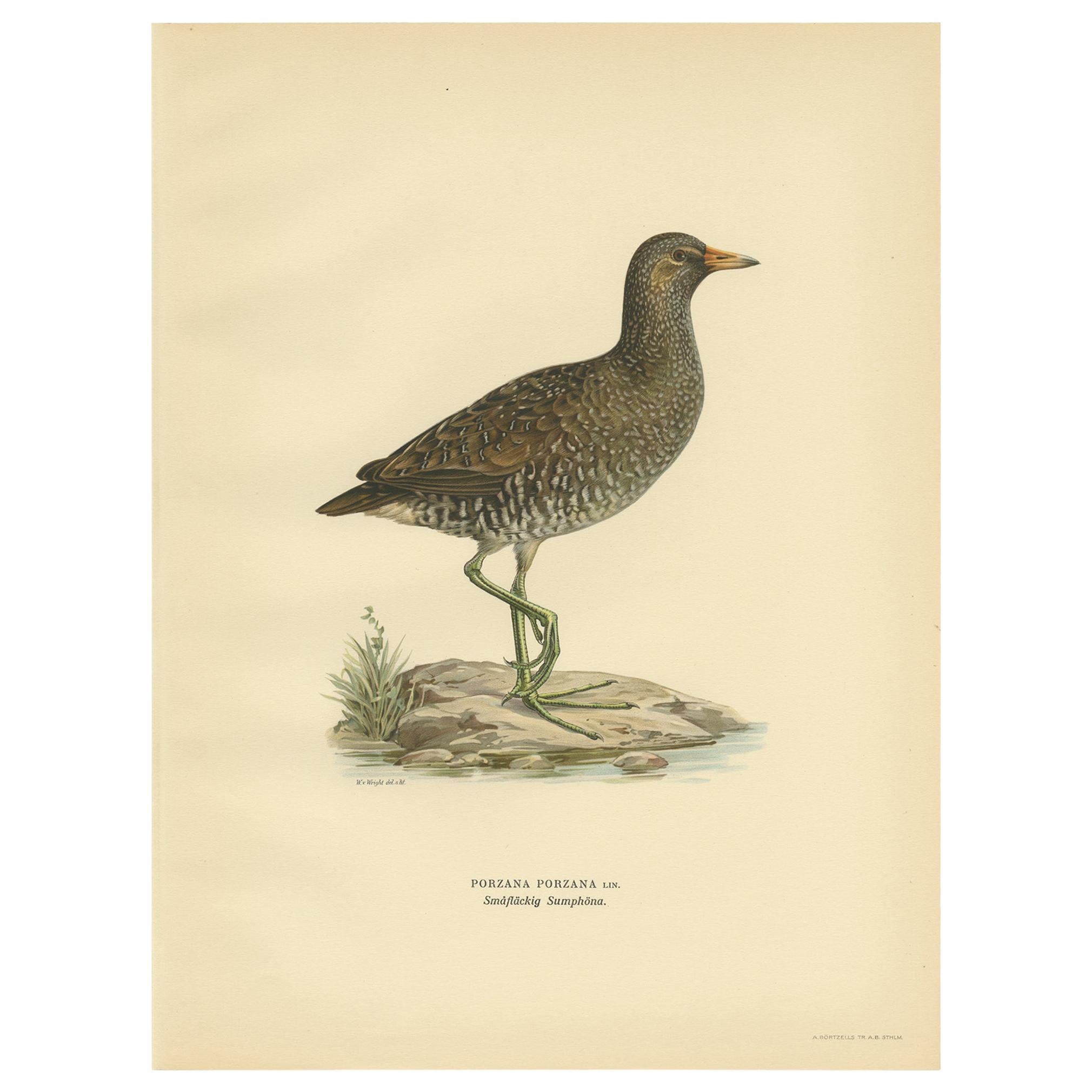 Antique Bird Print of the Spotted Crake by Von Wright '1929' For Sale