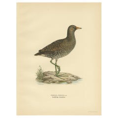Antique Bird Print of the Spotted Crake by Von Wright '1929'