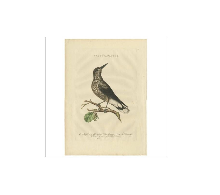 Antique print titled 'Caryocatactes'. This print depicts the Spotted Nutcracker (Caryocatactes - Nucifraga caryocatactes). The spotted nutcracker, Eurasian nutcracker, or just nutcracker, is a passerine bird slightly larger than the Eurasian jay. It