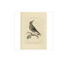 Spotted Nutcracker – Antique Bird Engraving by Nozeman and Sepp, 1770