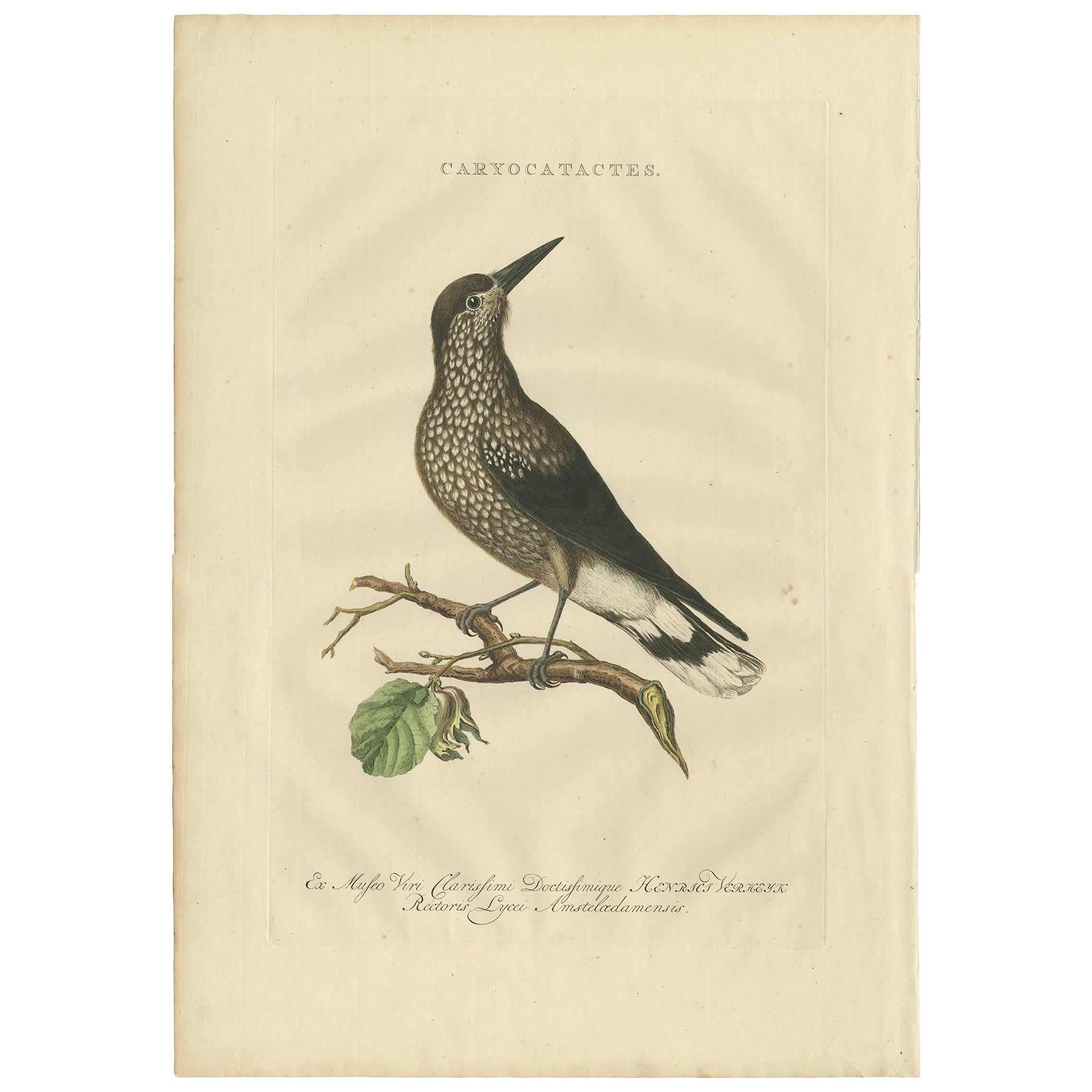 Antique Bird Print of the Spotted Nutcracker by Sepp & Nozeman, 1770 For Sale