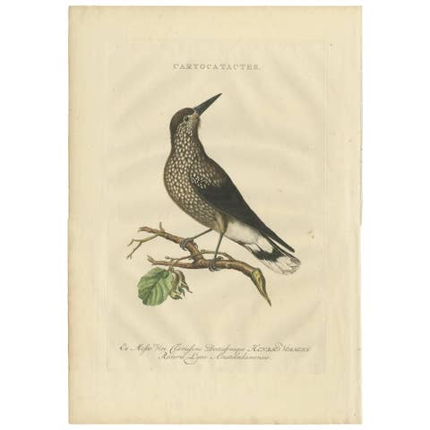 Spotted Nutcracker – Antique Bird Engraving by Nozeman and Sepp, 1770