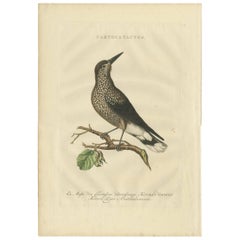 Antique Bird Print of the Spotted Nutcracker by Sepp & Nozeman, 1770