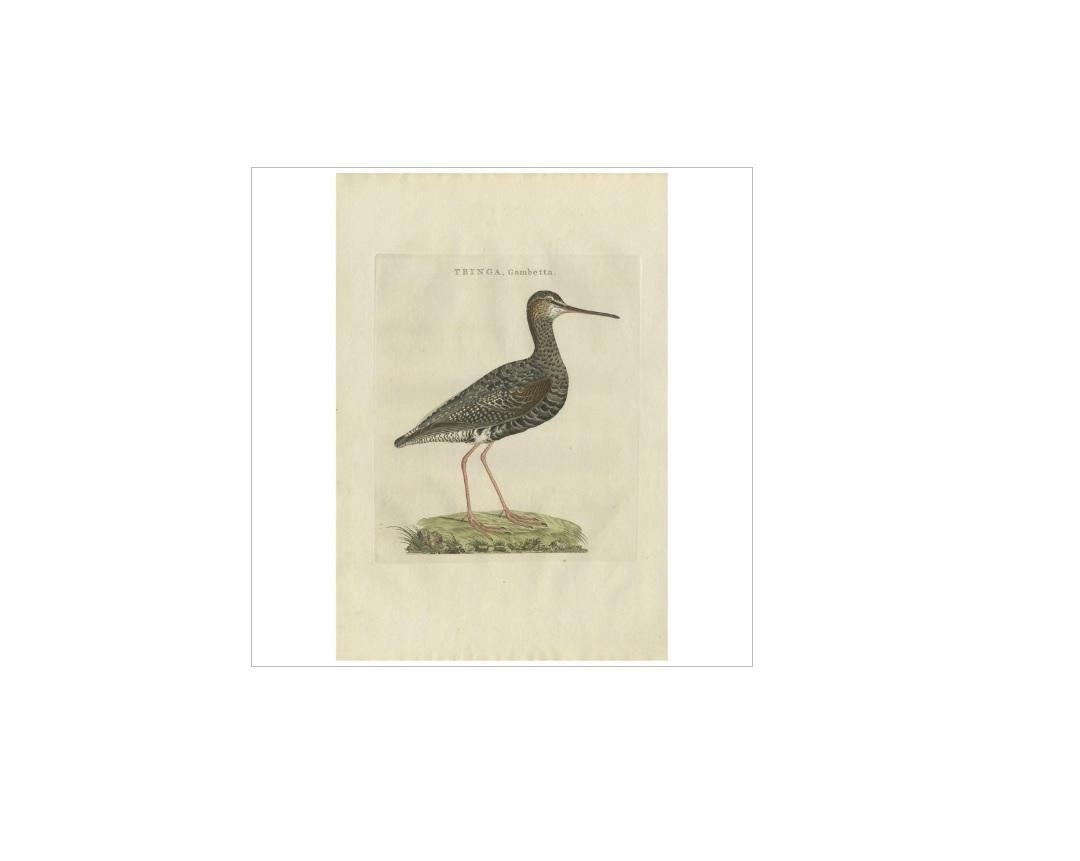Antique print titled 'Tringa, Gambetta'. The spotted redshank (Tringa erythropus) is a wader (shorebird) in the large bird family Scolopacidae. The genus name Tringa is the New Latin name given to the green sandpiper by Aldrovandus in 1599 based on