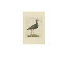 Antique Bird Print of the Spotted Redshank by Sepp & Nozeman, 1797