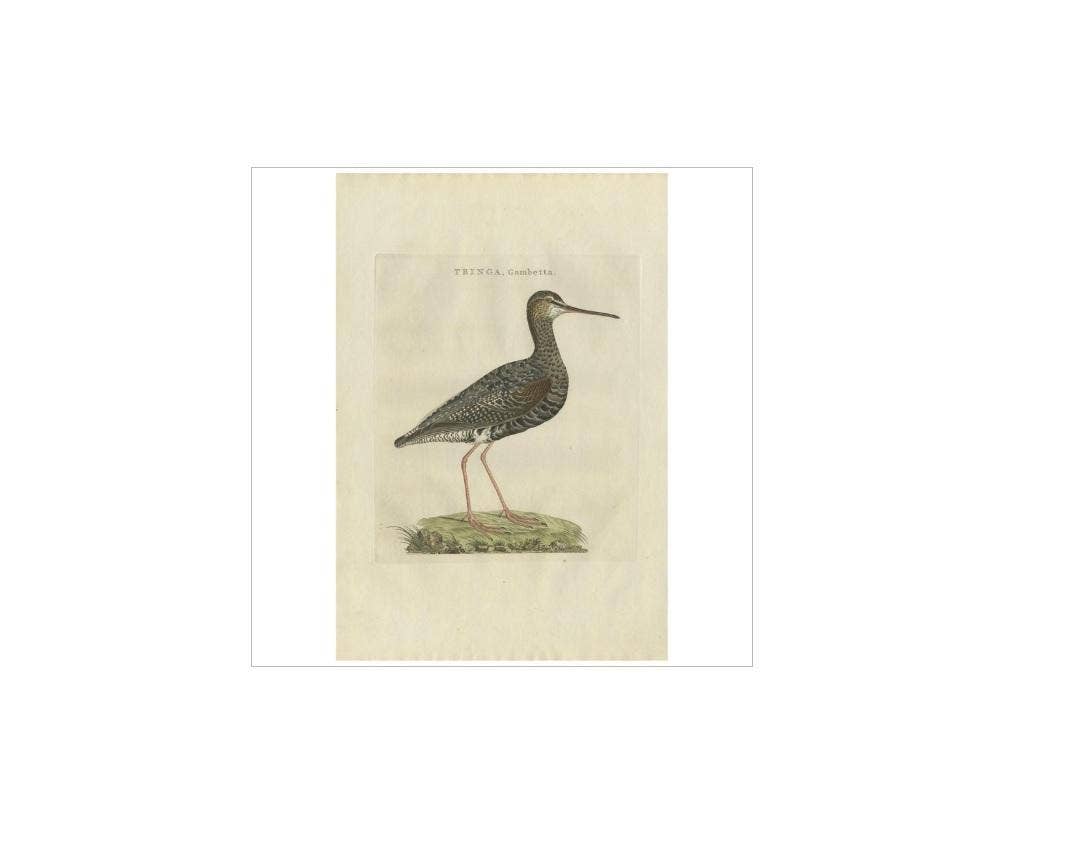 Antique Bird Print of the Spotted Redshank by Sepp & Nozeman, 1797
