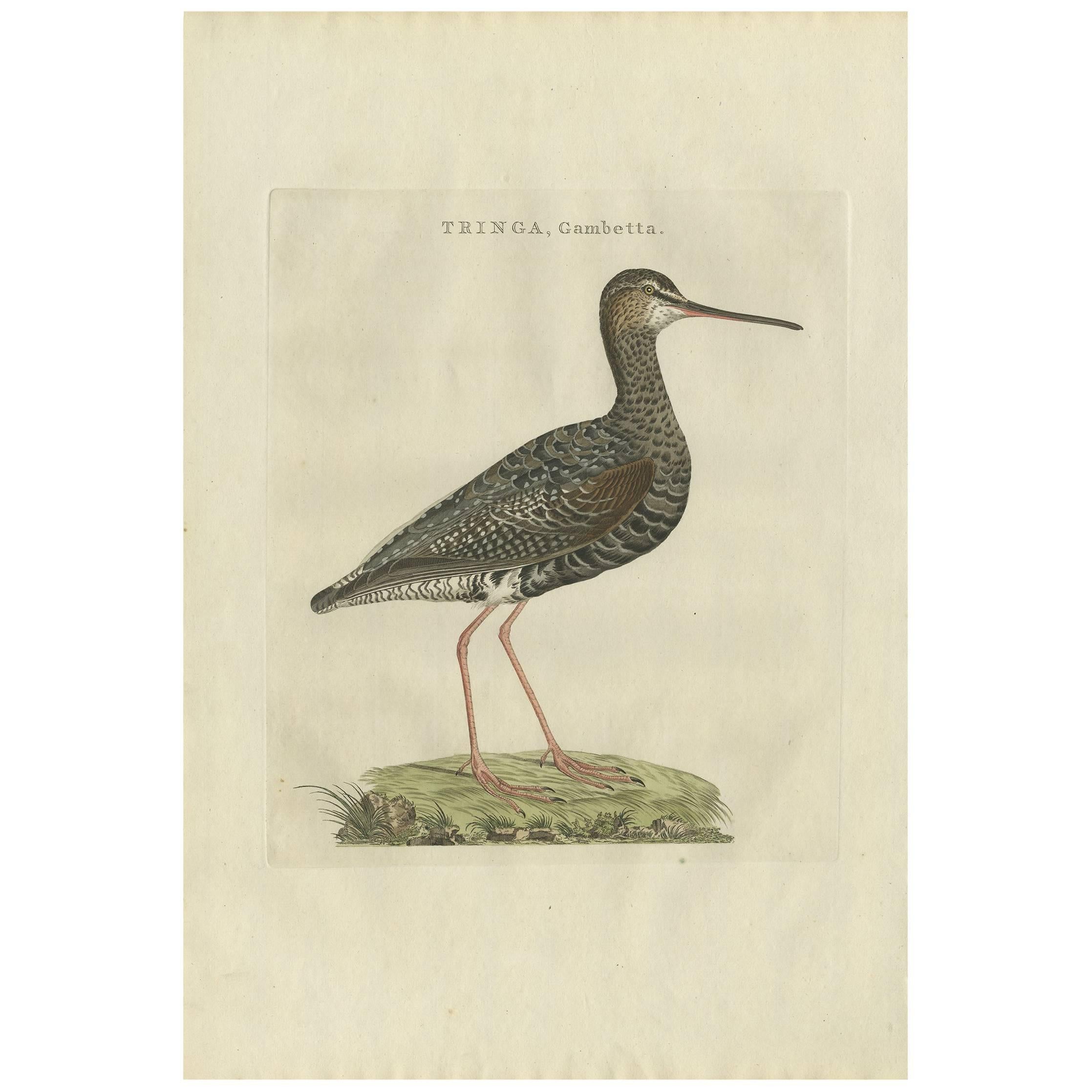 Antique Bird Print of the Spotted Redshank by Sepp & Nozeman, 1797 For Sale
