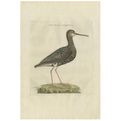 Impression ancienne d'oiseau du Redshank tacheté par Sepp & Nozeman, 1797