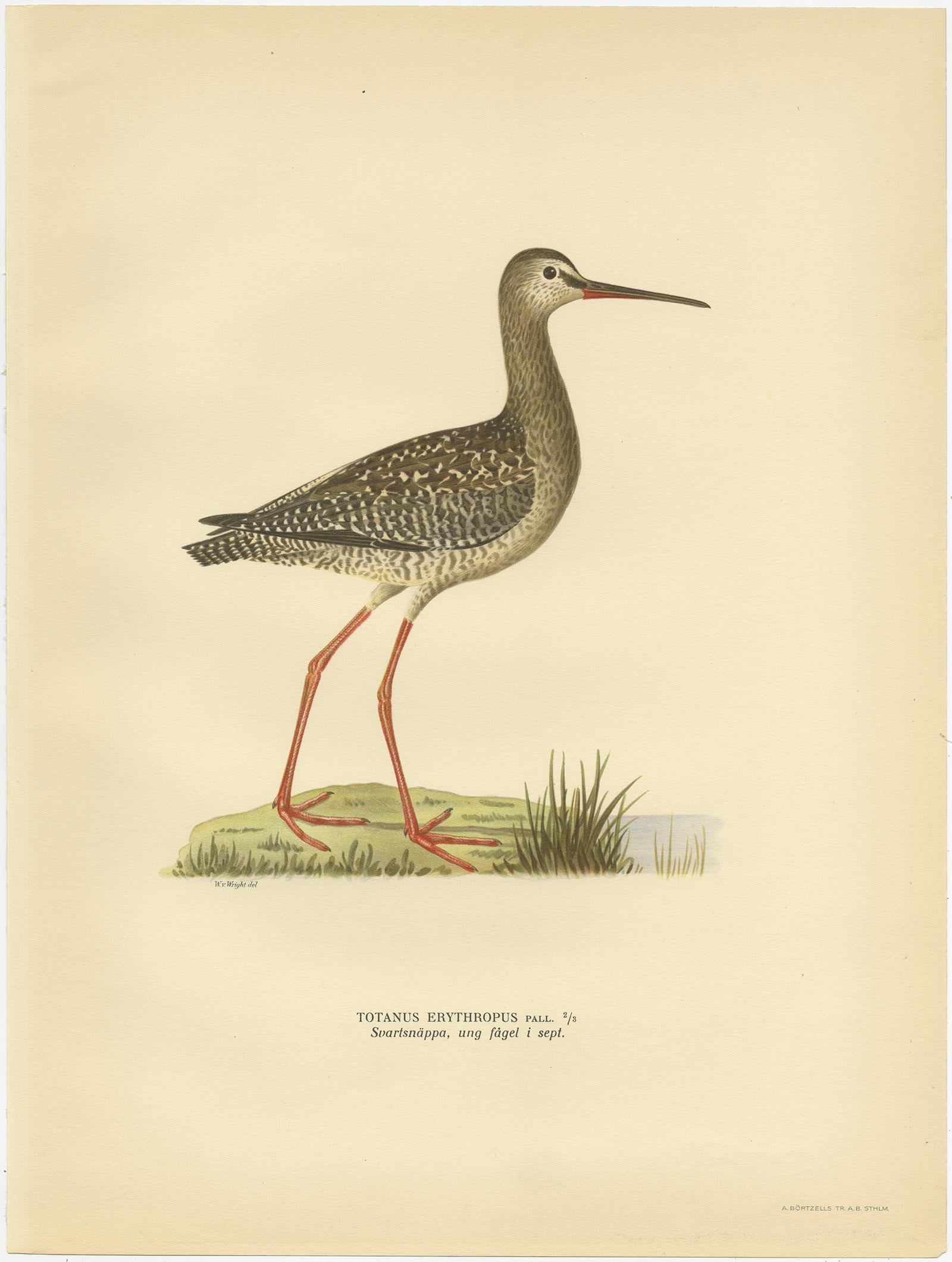 Antique bird print titled 'Totanus Erythropus'. Old bird print depicting the spotted redshank. This print originates from 'Svenska Foglar Efter Naturen Och Pa Stenritade' by Magnus von Wright.