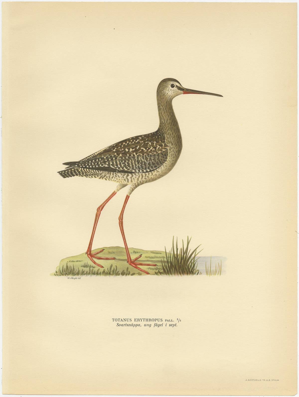 Antique Bird Print of the Spotted Redshank by Von Wright, 1929