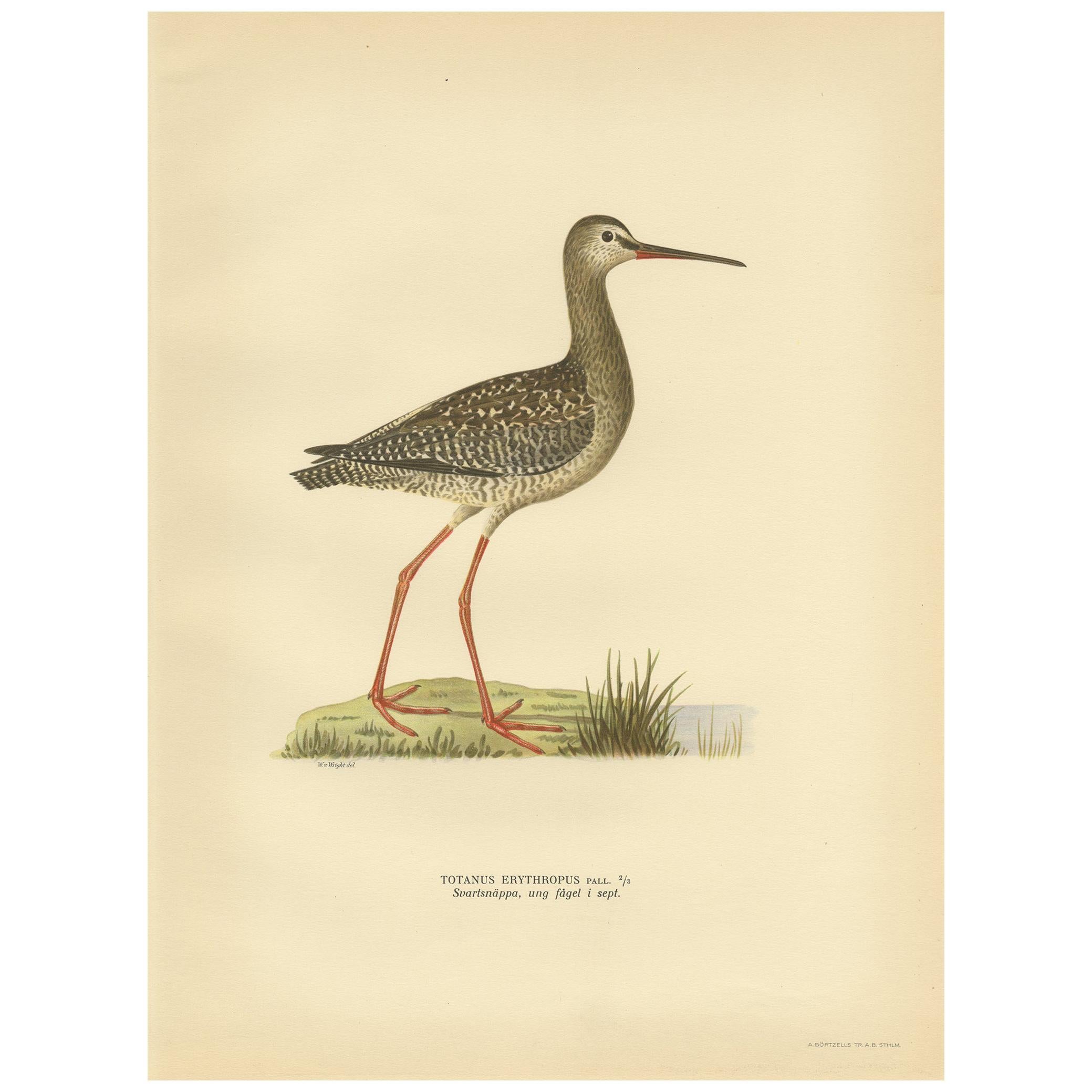 Antique Bird Print of the Spotted Redshank by Von Wright, 1929 For Sale
