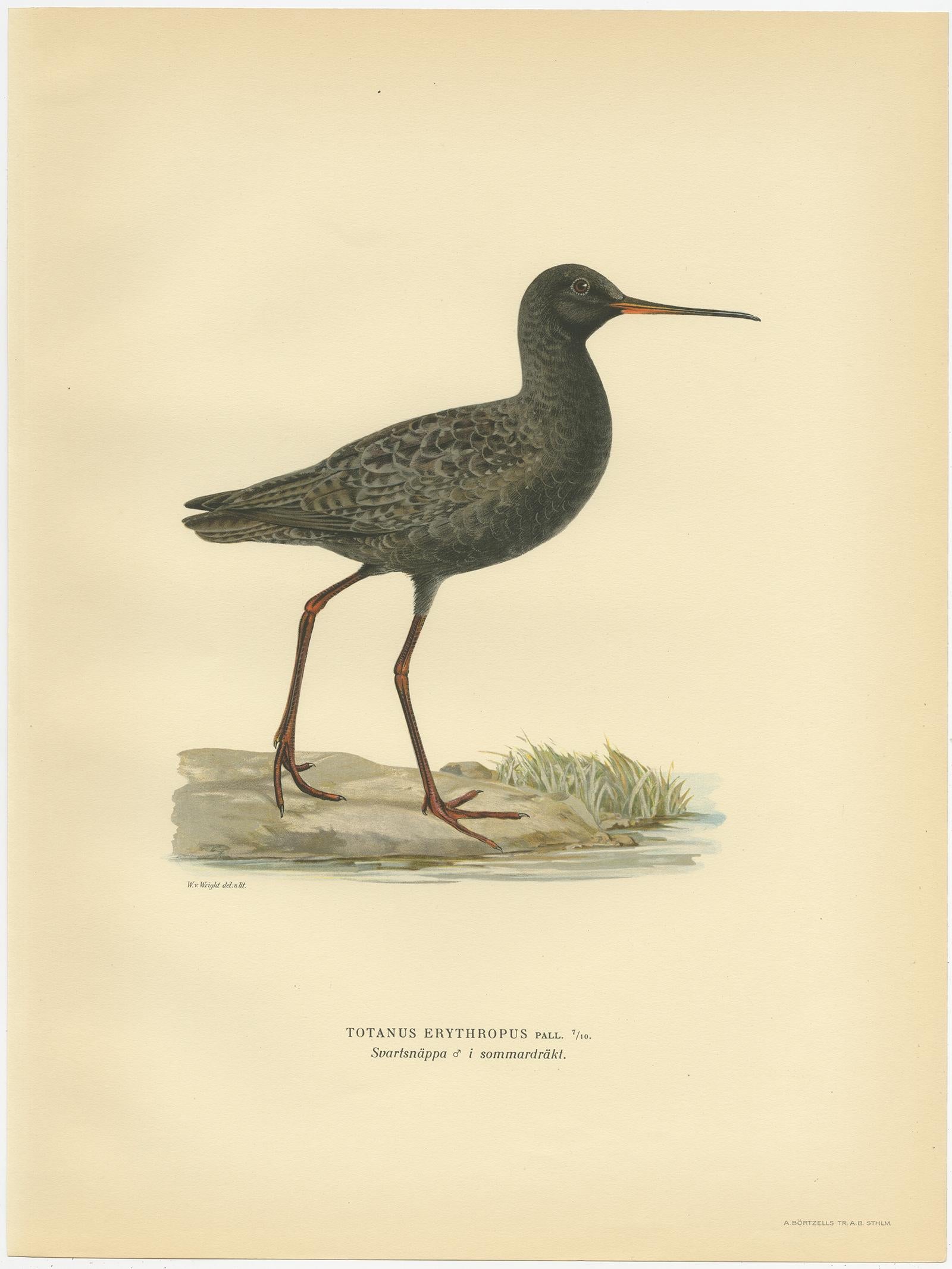 Antique Bird Print of the Spotted Redshank 'Summer' by Von Wright, 1929 In Good Condition For Sale In Langweer, NL