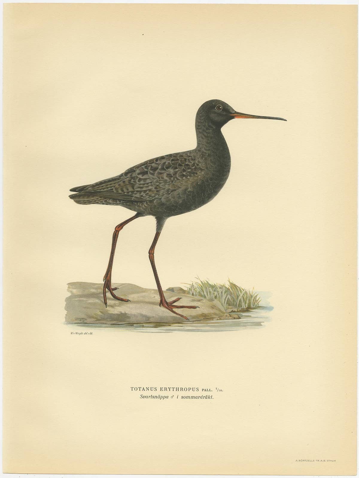 Antique Bird Print of the Spotted Redshank 'Summer' by Von Wright, 1929