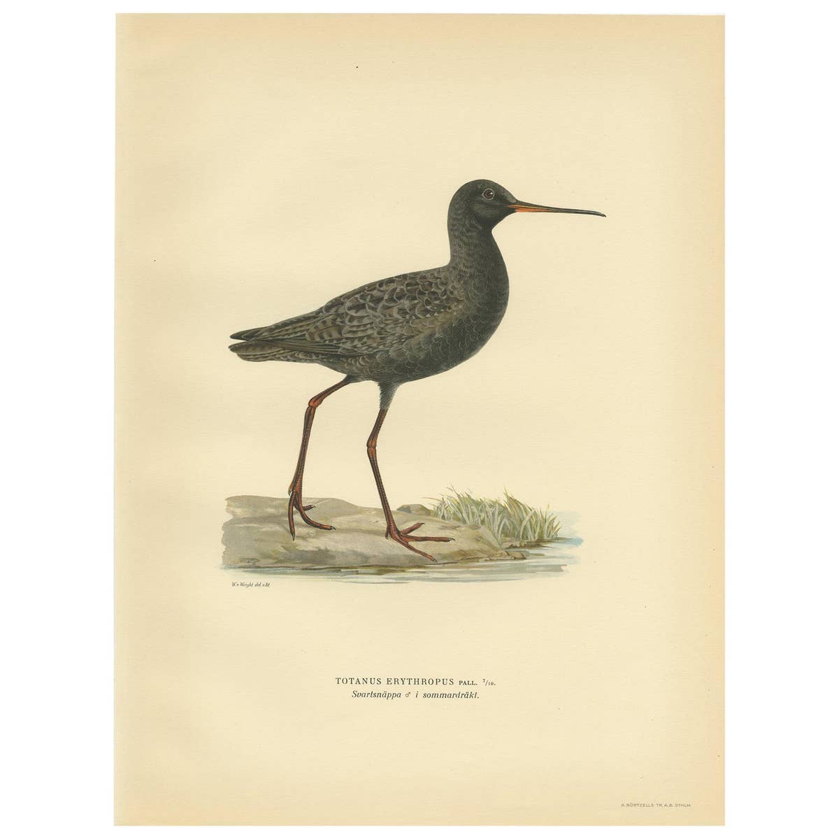 Antique Bird Print of the Spotted Redshank 'Summer' by Von Wright, 1929