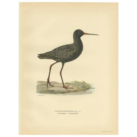 Antique Bird Print of the Spotted Redshank 'Summer' by Von Wright, 1929