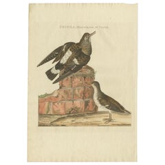 Impression ancienne d'oiseau de la corbeille à sable tacheté par Sepp & Nozeman, 1797