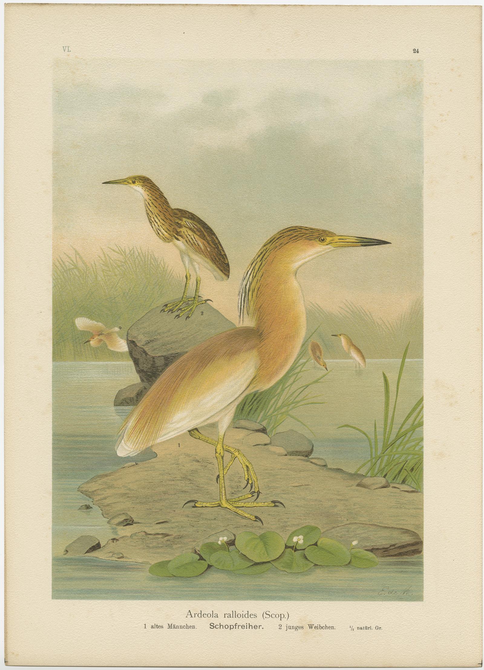 Antique bird print titled 'Ardeola ralloides - Schopfreiher'. Chromolithograph of the Squacco Heron. This print originates from J.A. Naumann's 'Naturgeschichte der Vögel Mitteleuropas', published, circa 1895.